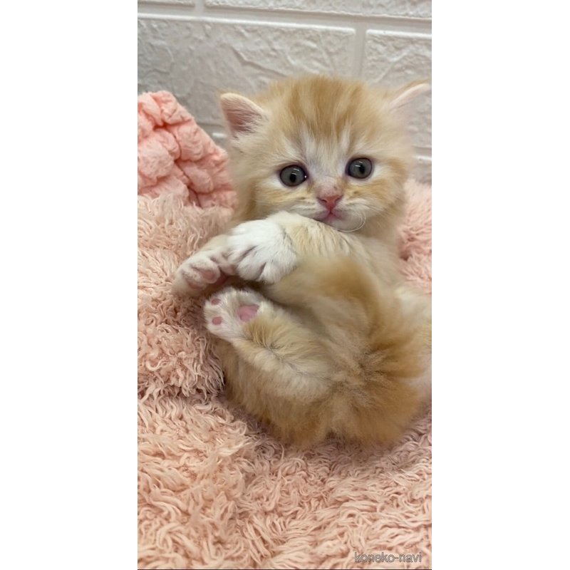 販売中の埼玉県のスコティッシュフォールド-121751の15枚目